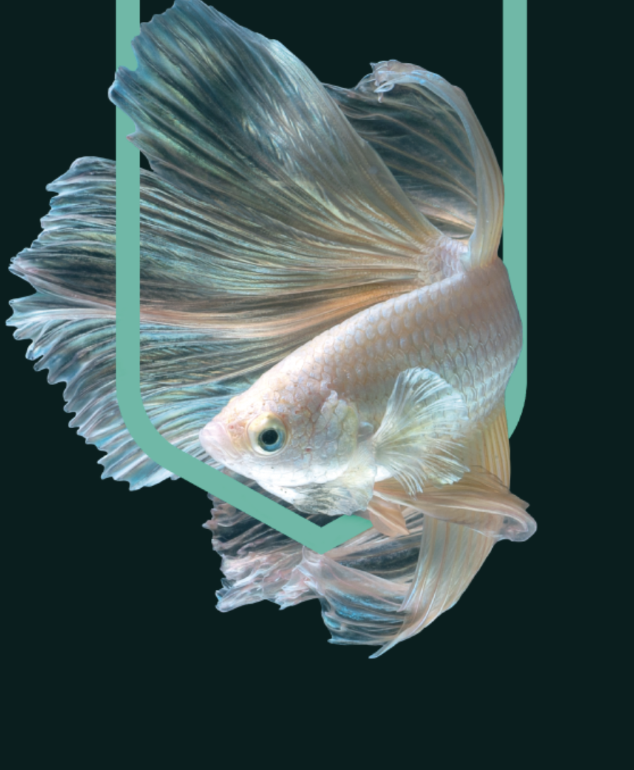 BRAND TRANSFORMATION